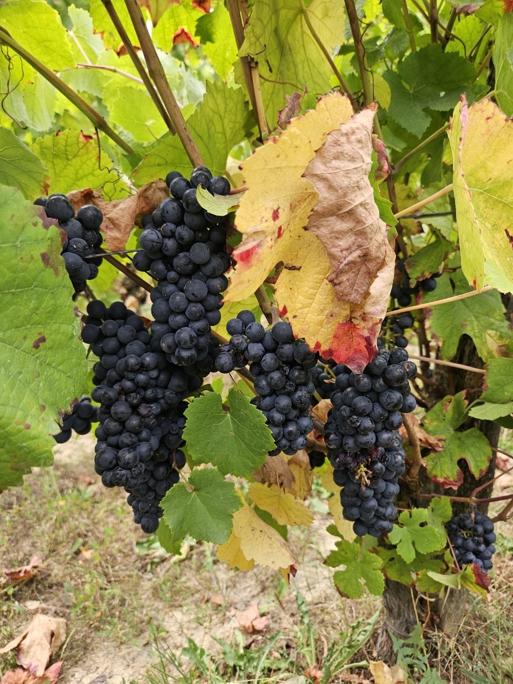 Grappes noires mûres sous les feuilles d'automne