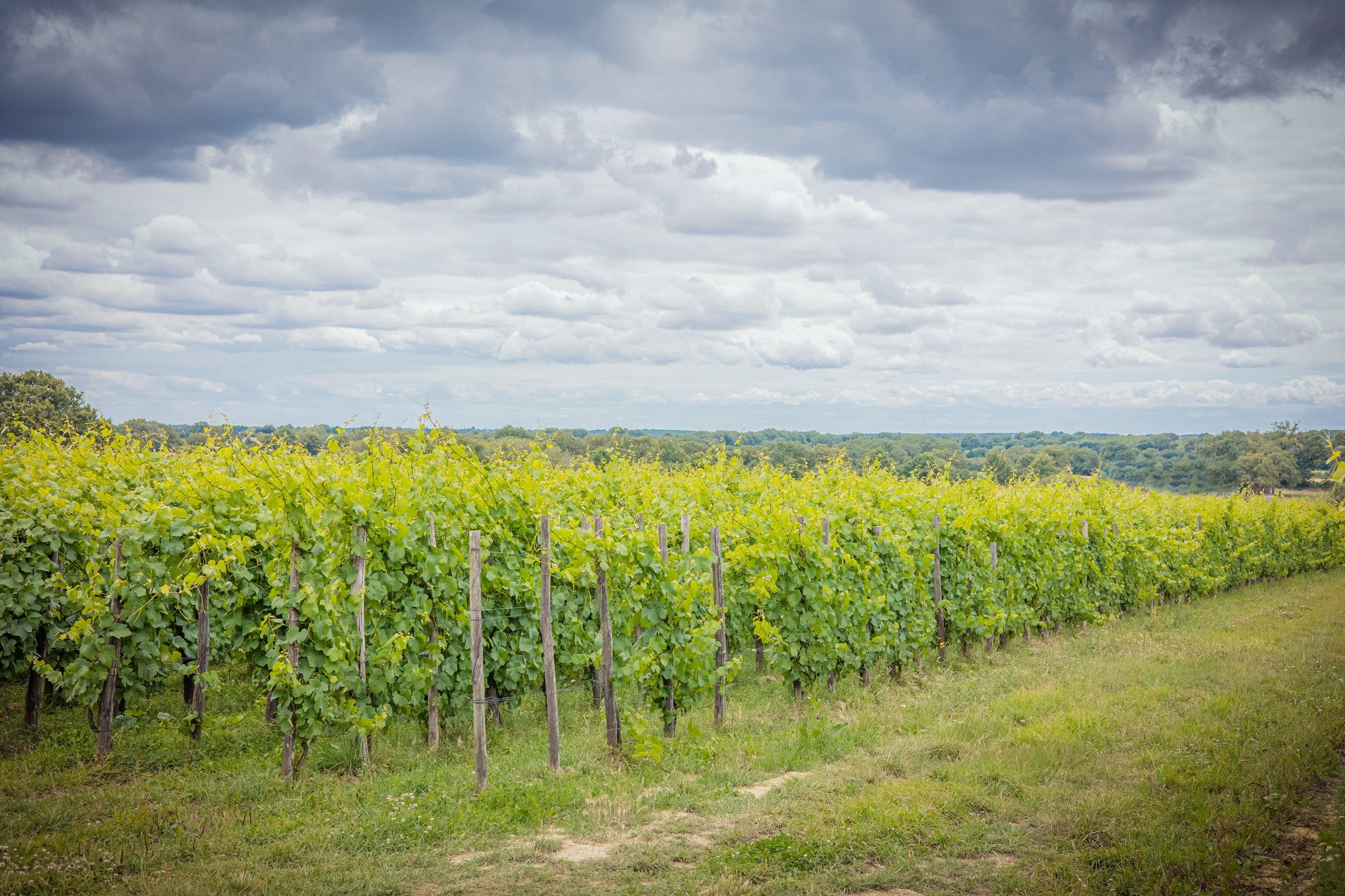 Rang de vignes sur échalas sous un ciel nuageux