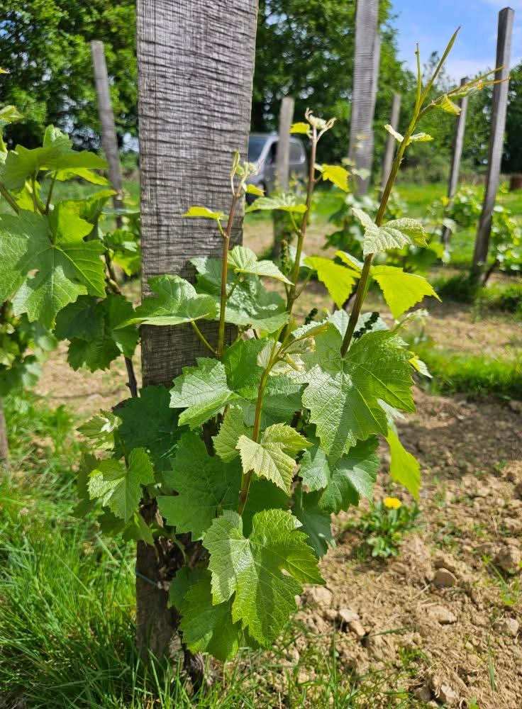 Jeune pousse de vigne au printemps contre son échalas