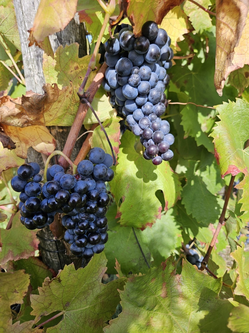 Grappes noires mûres au soleil